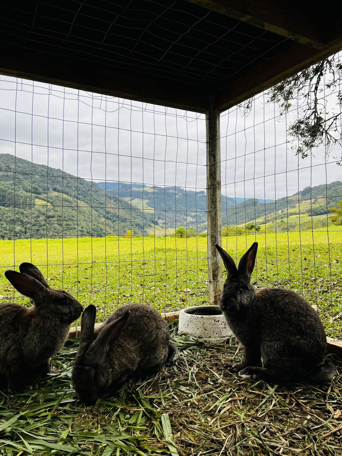 Coelhos em cercado com vista para o vale da Serra Catarinense