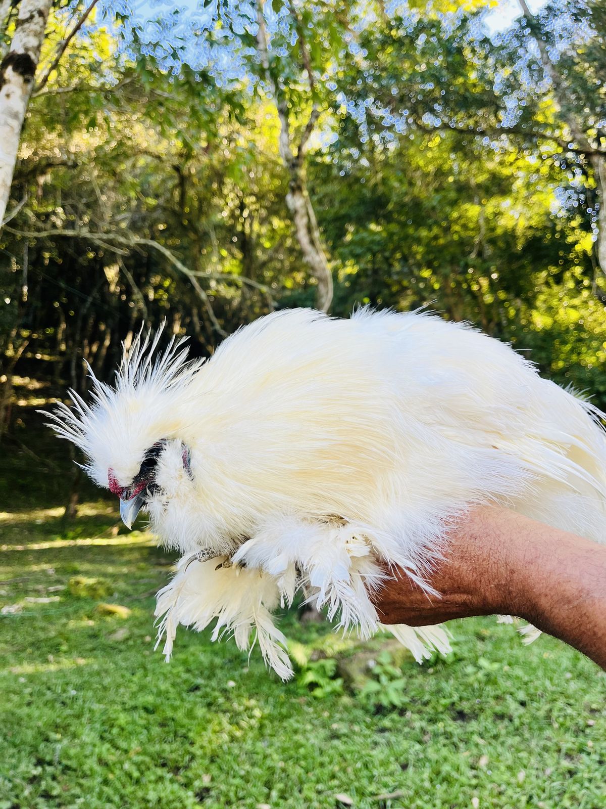 Galinha de plumagem branca no cantinho dos animais da propriedade