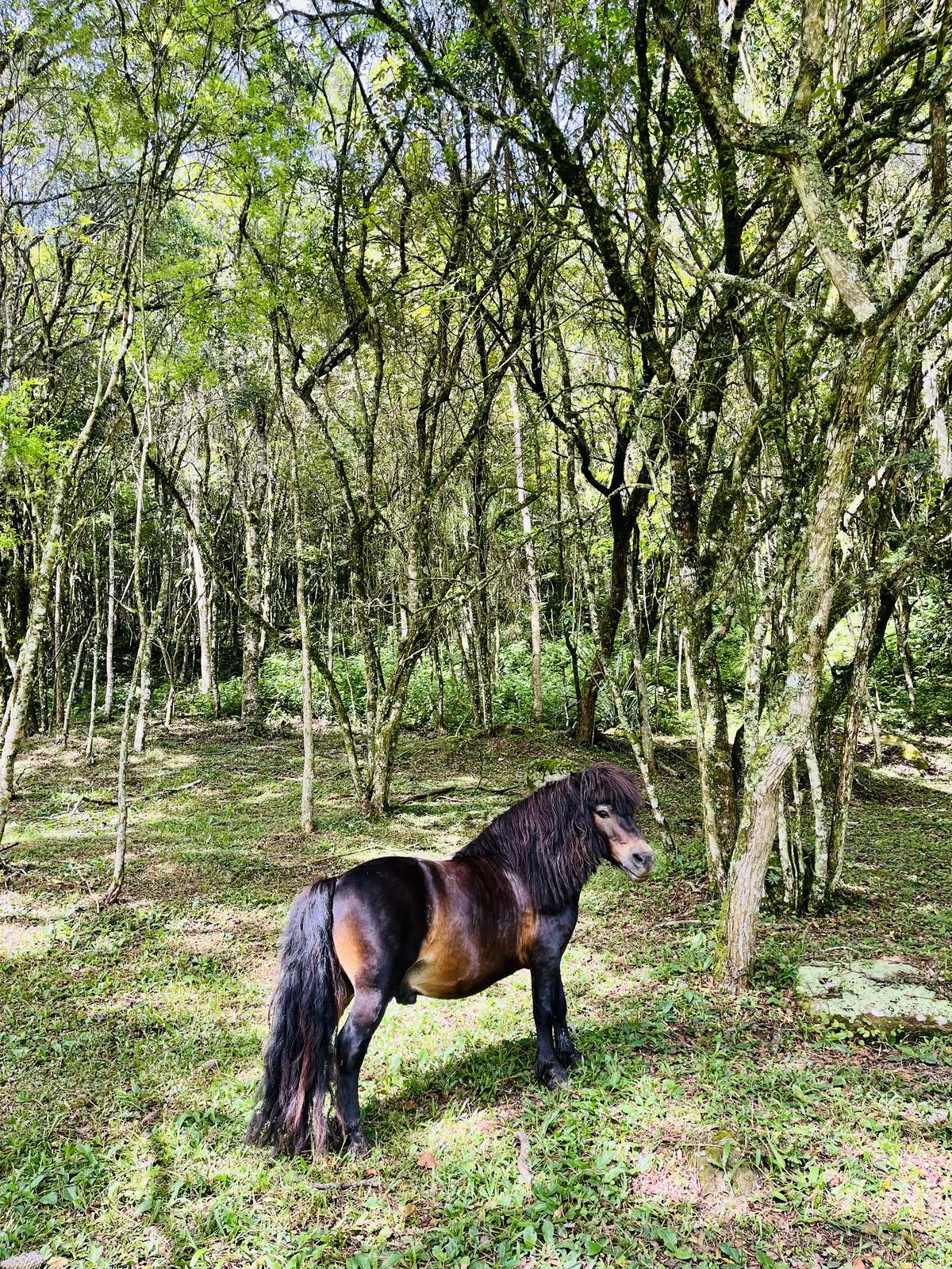 Pônei pastando na mata nativa da propriedade