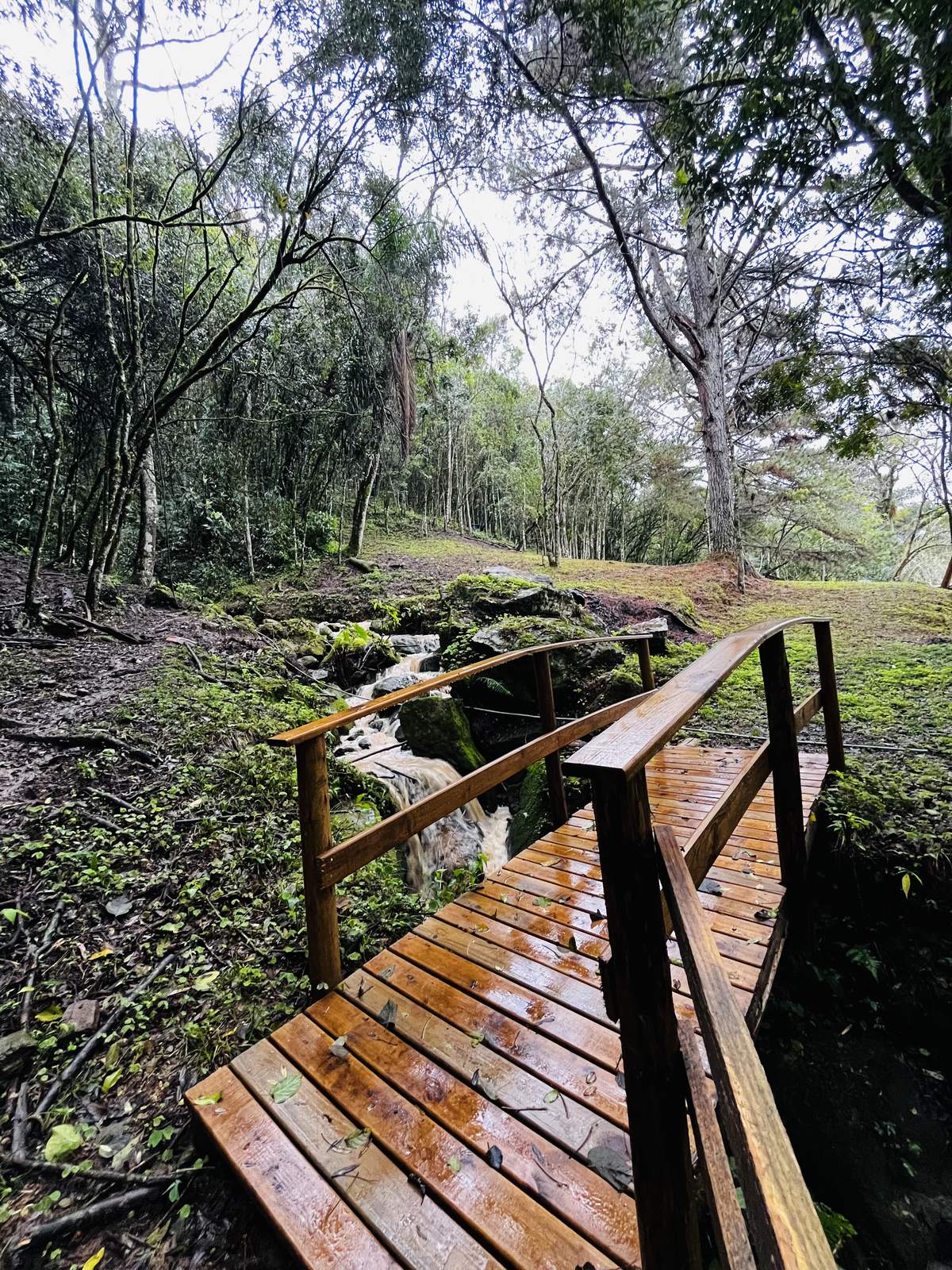 Ponte de madeira sobre riacho em trilha na mata nativa da propriedade